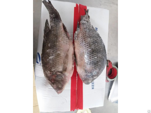 Frozen Tilapia Whole Round High Quality Low Price