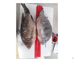 Frozen Tilapia Whole Round High Quality Low Price