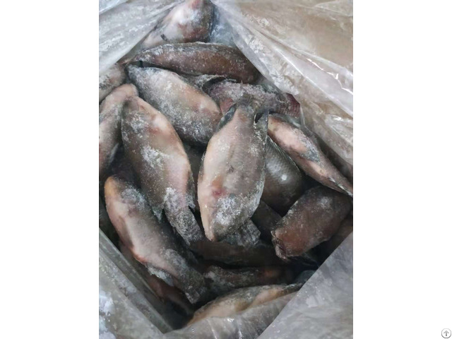 Frozen Black Tilapia Wr High Quality Low Price