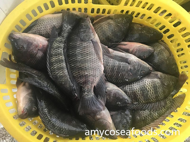 High Quality Low Price Tilapia Whole Round