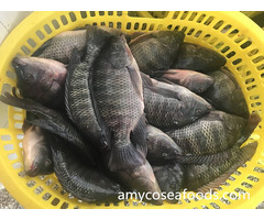 High Quality Low Price Tilapia Whole Round