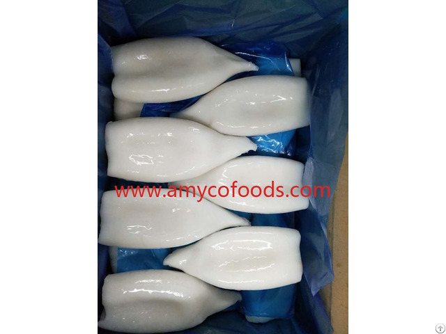 Frozen Squid Tube High Quality Low Price