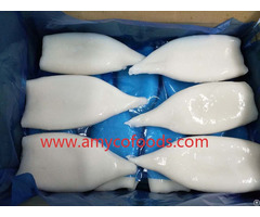 Frozen Squid Tube Supply From China