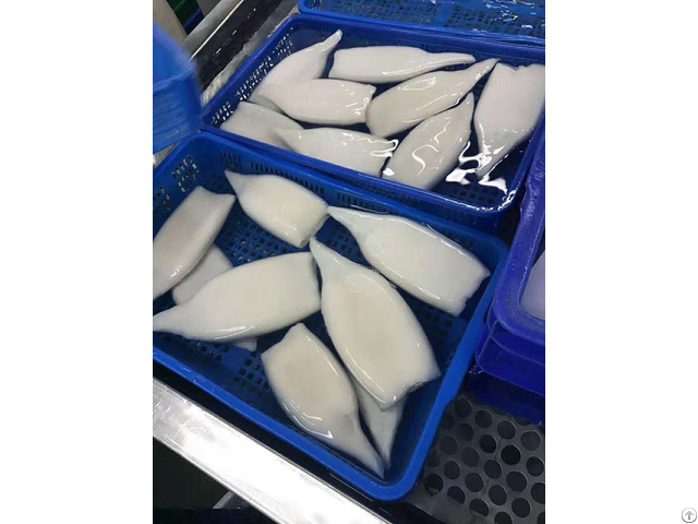 Frozen Gigas Squid Tube Origin China