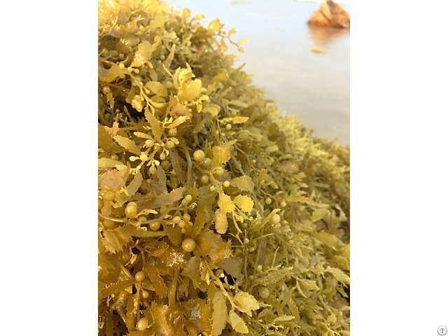 Sargassum Product