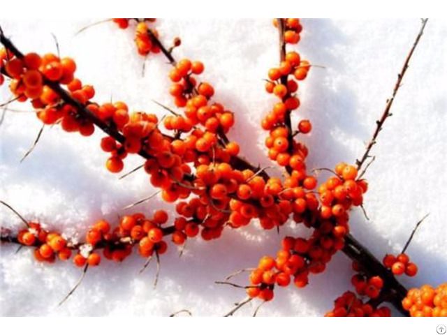 Seabuckthorn Seed Oil Cas No 225234 03 7