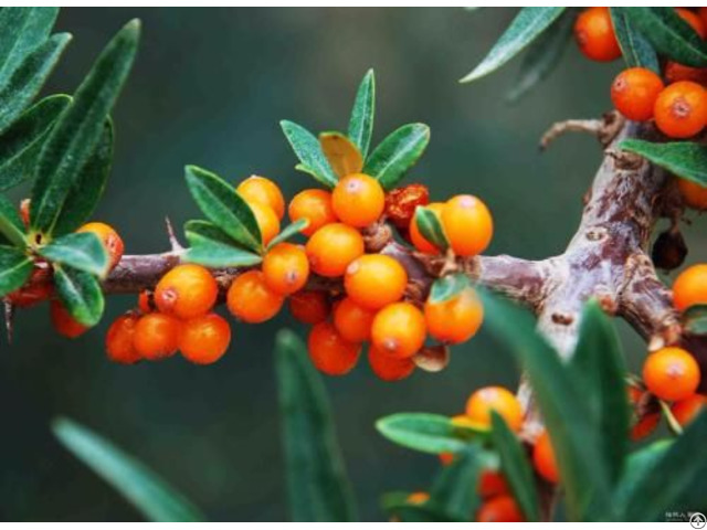 Seabuckthorn Pulp Oil Cas No 135669 41 9