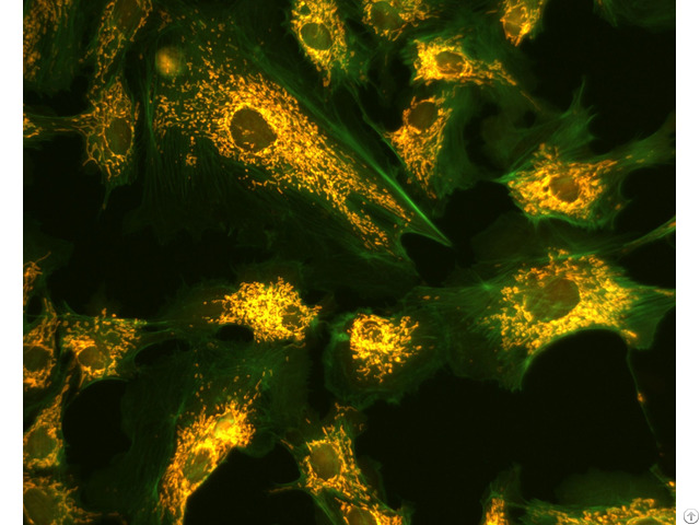 Dual Band Fluorescence Filter Fitc Tritc For Microscope