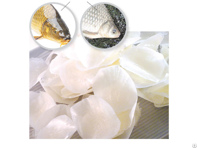 Fish Scale For Collagen