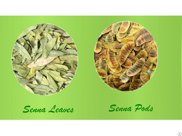 Senna Leaves Pods And Extract