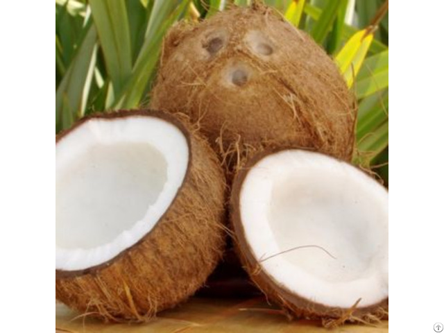 Mature Coconut