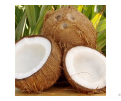 Mature Coconut