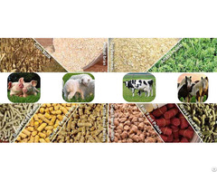 Why Choose Feed Pellets For Your Poultry