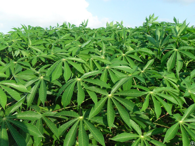 Fresh Tapioca Leaf