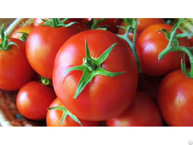 Cherry Green Tomato Fresh Crop For Sale