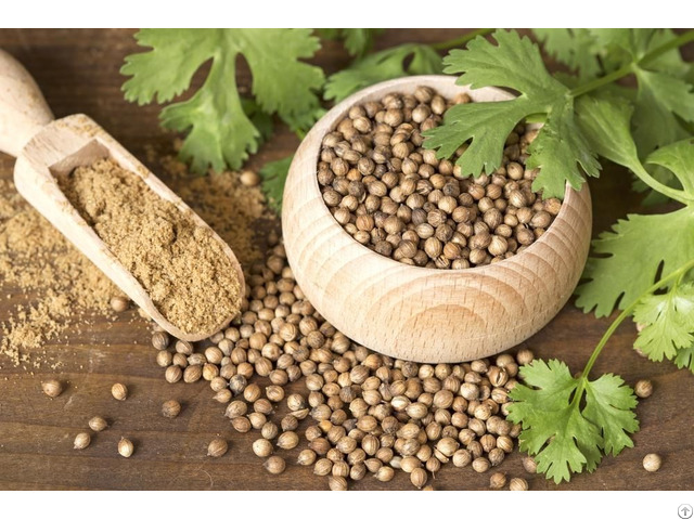 Vietnam Dry Coriander Powder Seeds