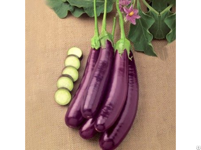 Viet Fresh Eggplant