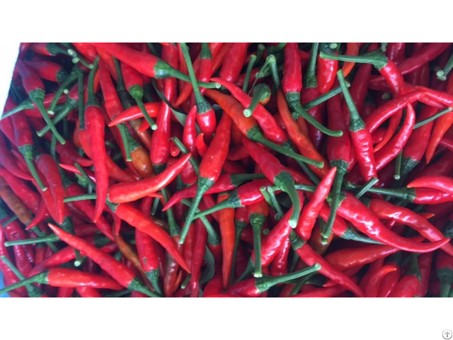 Fresh Chilli