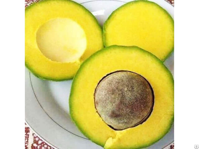 Fresh Avocados From Lam Dong Viet Nam