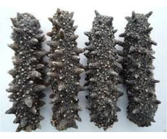 Vietnam Dried Sea Cucumber