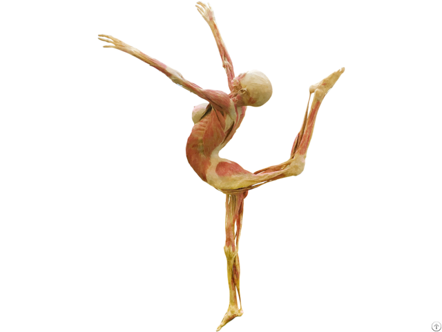 Dance Lady Body Plastination