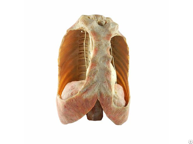 Human Mediastinum Plastinated Specimen