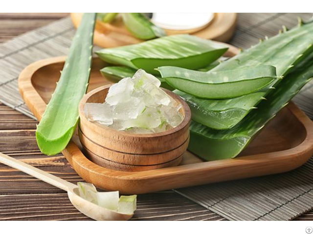 Natural Aloe Vera Leaves