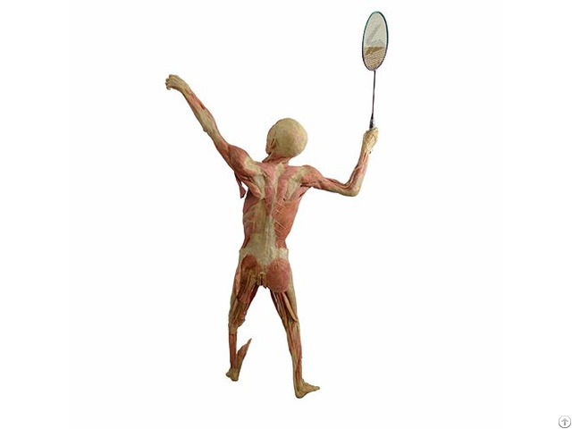 Play Badminton Plastinated Specimens