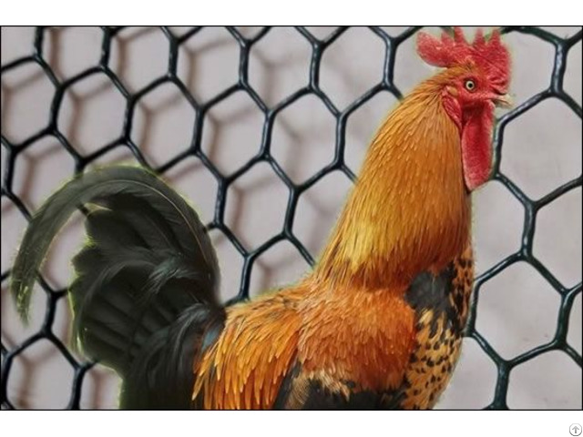 Hexagonal Mesh Chicken Wire