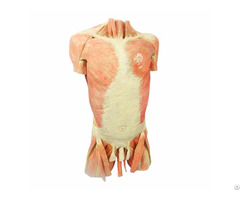 Muscles Of Trunk Plastination Human Body For Teaching Anatomy