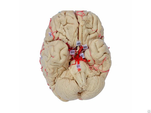 Basilar Artery Of Plastinated Human Brain Specimen