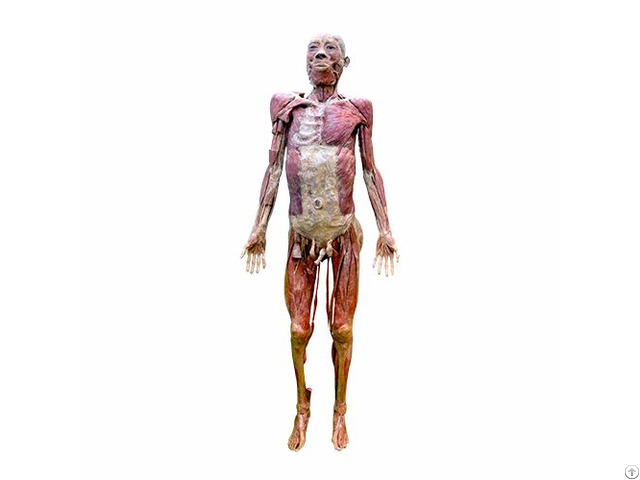 Whole Body Muscles Plastination