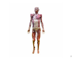Whole Body Muscles Plastination