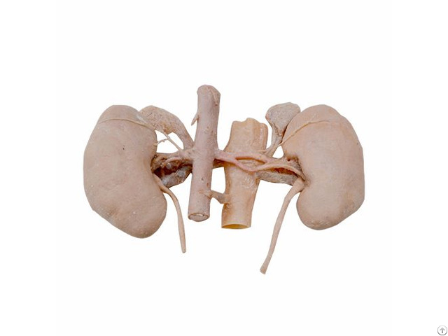 Plastinated Kidneys And Suprarenal Glands With Blood Vessels