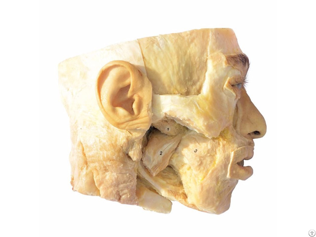 Medial Pterygoid Plastination Specimen For Teaching Anatomy