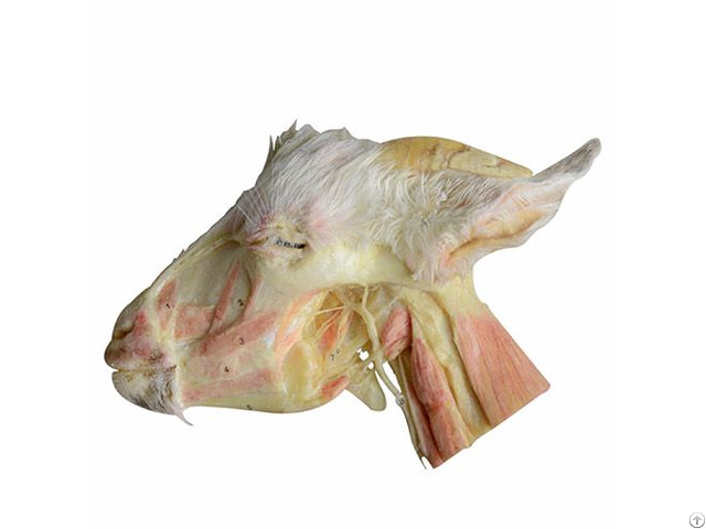 Deep Dissection Of Sheep Head And Neck Anatomy Plastination