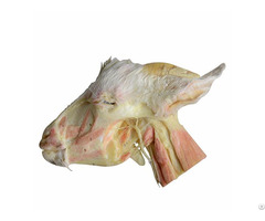 Deep Dissection Of Sheep Head And Neck Anatomy Plastination