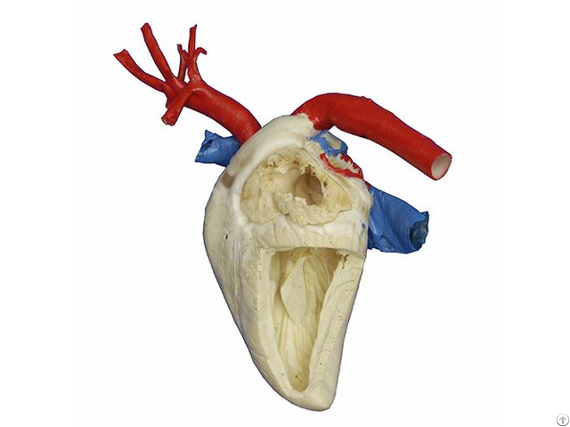 Heart Cavity Structure Of Horse Plastination