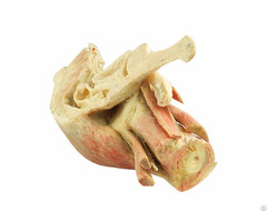 Male Pelvic Artery Plastinated Organs For Education