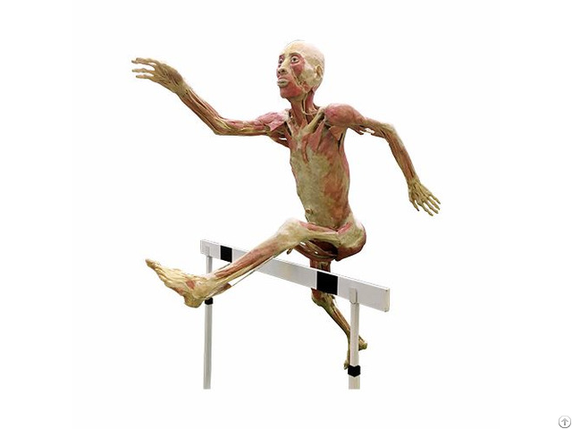 Hurdles Plastinate Anatomical Specimen