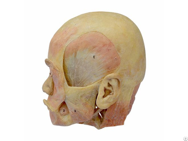 Deep Muscle Of Head Plastination Specimen For Teaching Anatomy