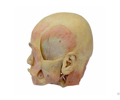 Deep Muscle Of Head Plastination Specimen For Teaching Anatomy