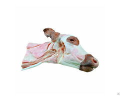 Deep Dissection Of Cow Head And Neck Veterinary Plastination