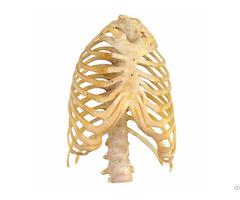 Overall View Of The Thoracic Cage Plastinated Human Organ Specimen