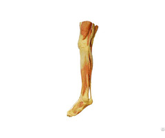 Supperficial Muscles Of Lower Limb Human Plastination Specimens