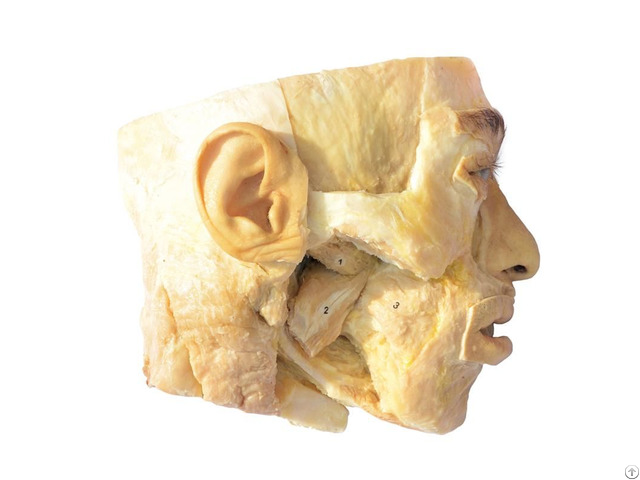 Medial And Lateral Pterygoid Plastination Specimen For Teaching Anatomy