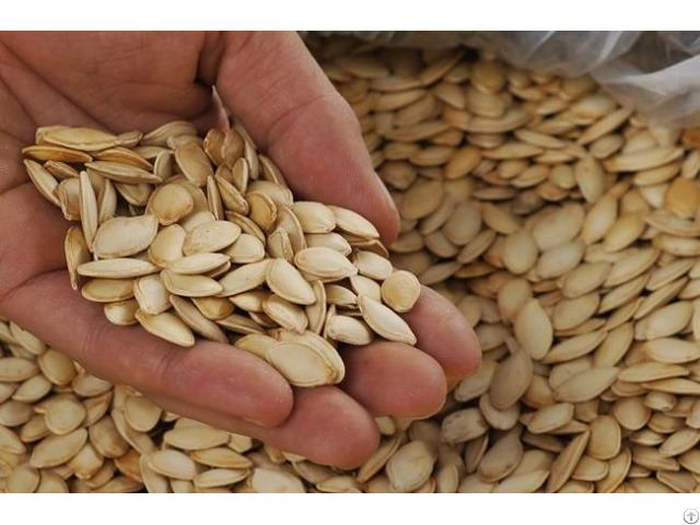 Quality Dried Pumpkin Seeds