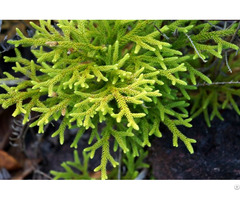 Huperzia Serrata Huperzine