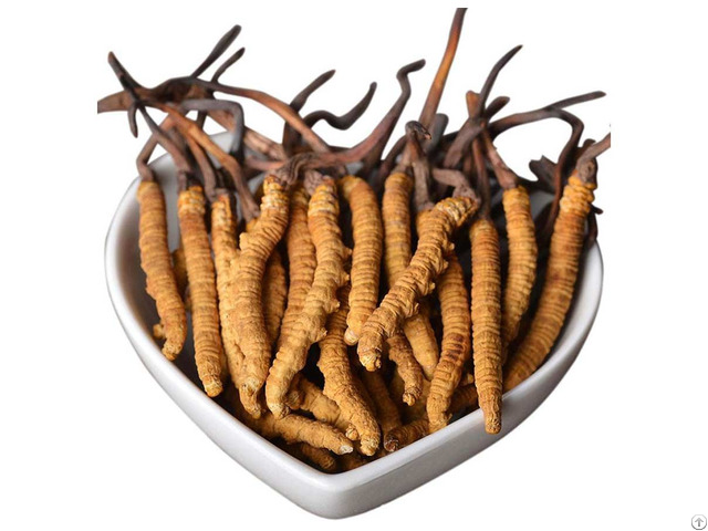 China Cordyceps Mycelia Powder Supplier