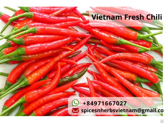 Vietnam Fresh Red Chili